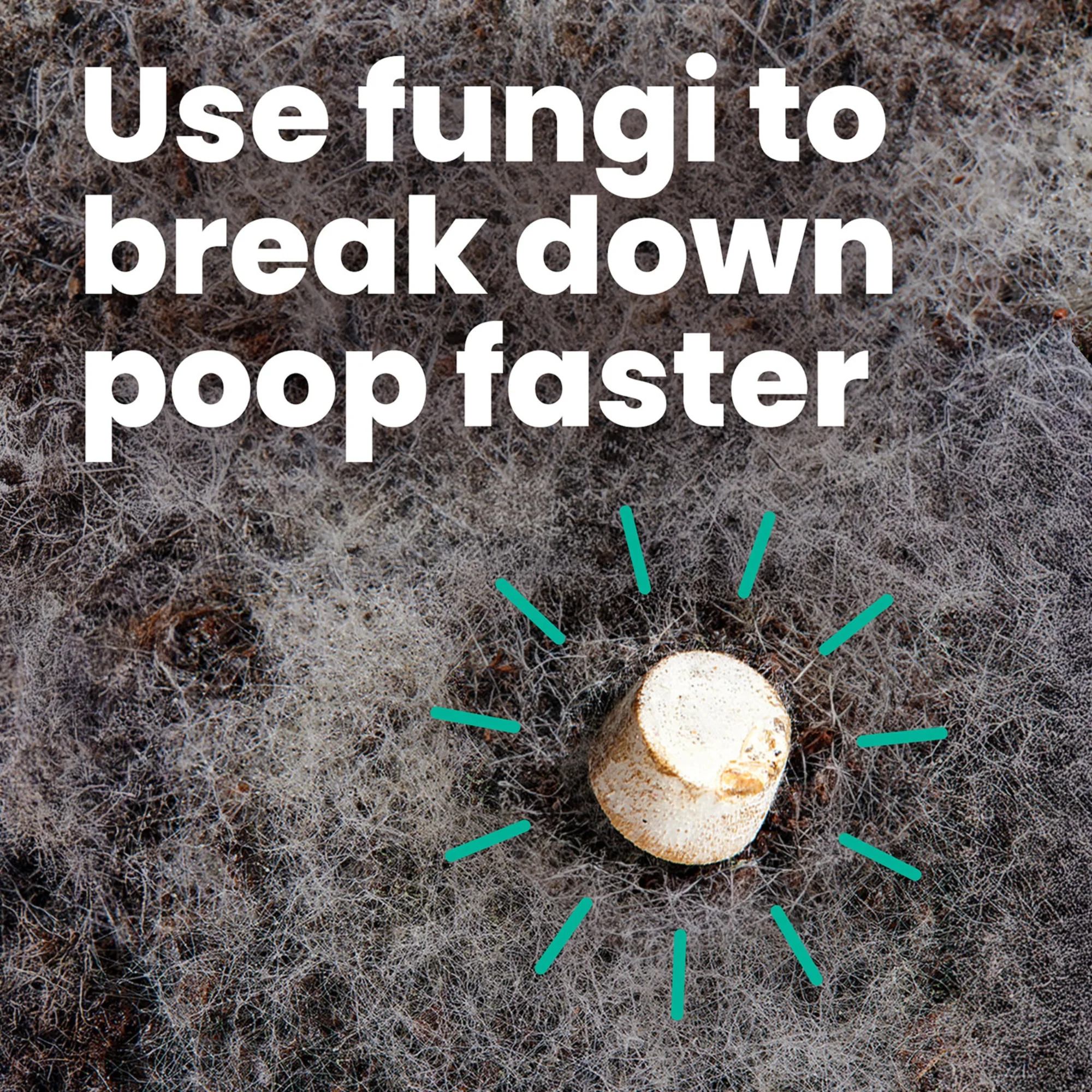 Mycelium Tabs by PACT Outdoors - Image 2